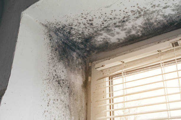 Affordable Mold Remediation solutions in Cranbury, NJ